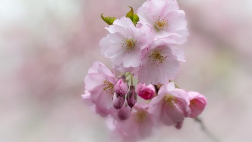 揭秘天平山与范仲淹的深厚渊源：一段历史与自然的完美交融-天平山与范仲淹的关联