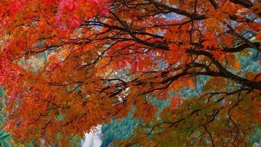 川西秋景天花板，非九寨沟莫属缩略图